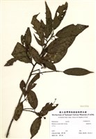 藏品(鈍齒鼠李)的圖片